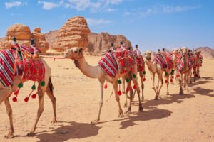 camels KSA